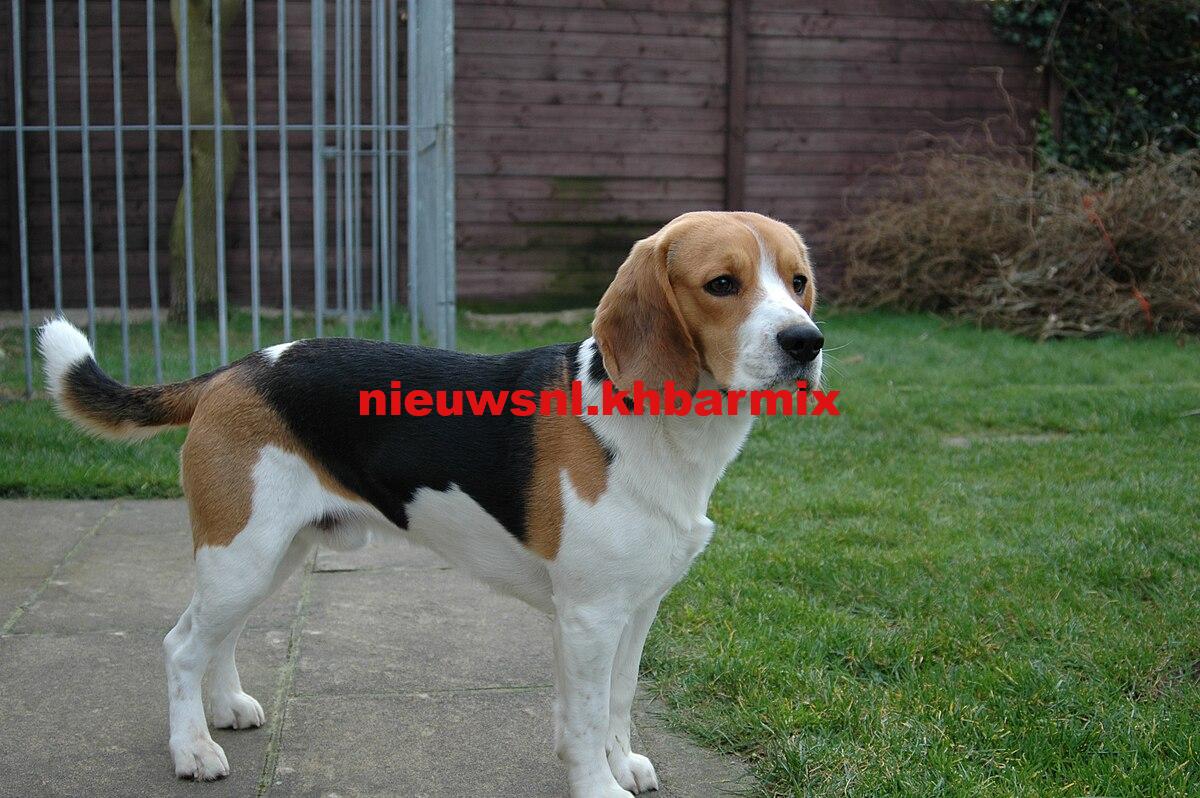 nederlandse benaming beagle 4 letters