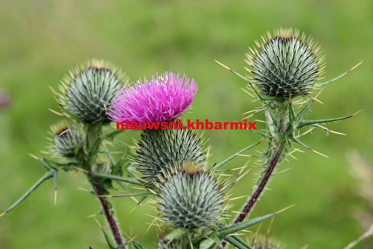 Nationale bloem van Schotland