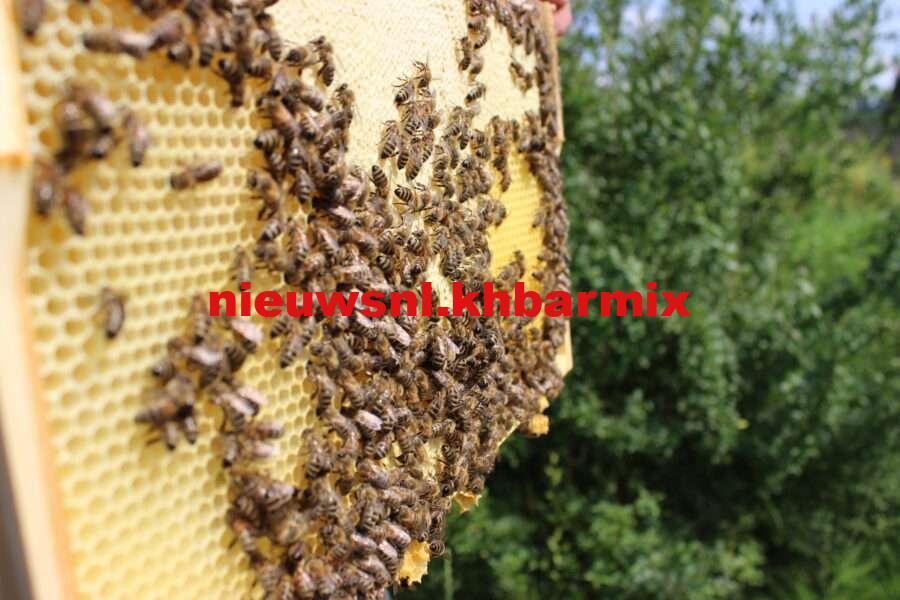 groep bijen